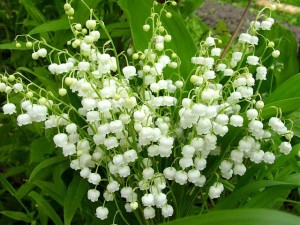 lily-of-the-valley